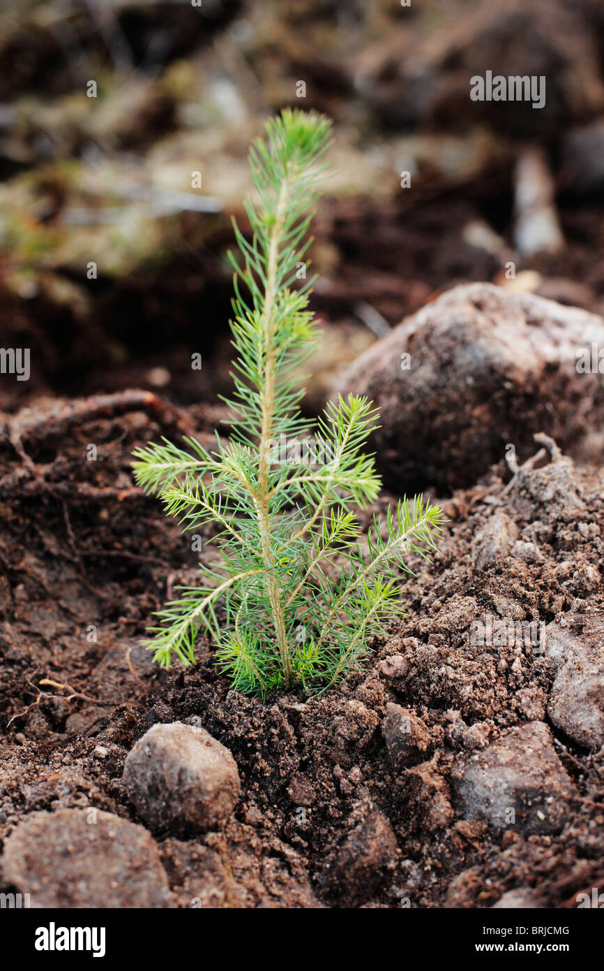 Pine seedling hires stock photography and images Alamy