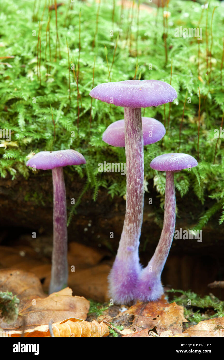 Amethyst Deceiver; Laccaria amethystea; fungi Stock Photo