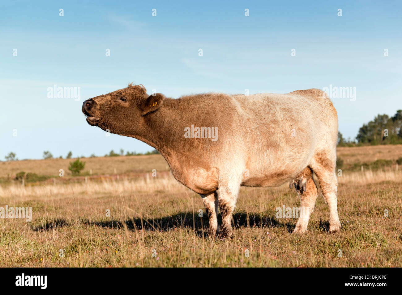 Cattle; Croft Pascoe NNR; Lizard; Cornwall Stock Photo