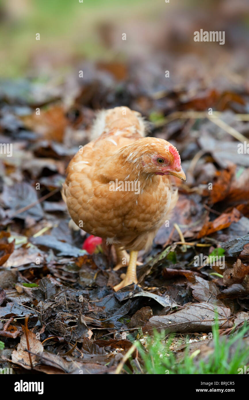 Young Chicken; autumn; Cornwall Stock Photo