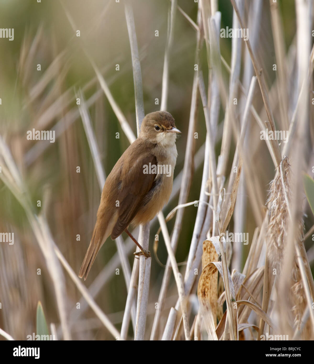 Reed rush bed hi-res stock photography and images - Alamy