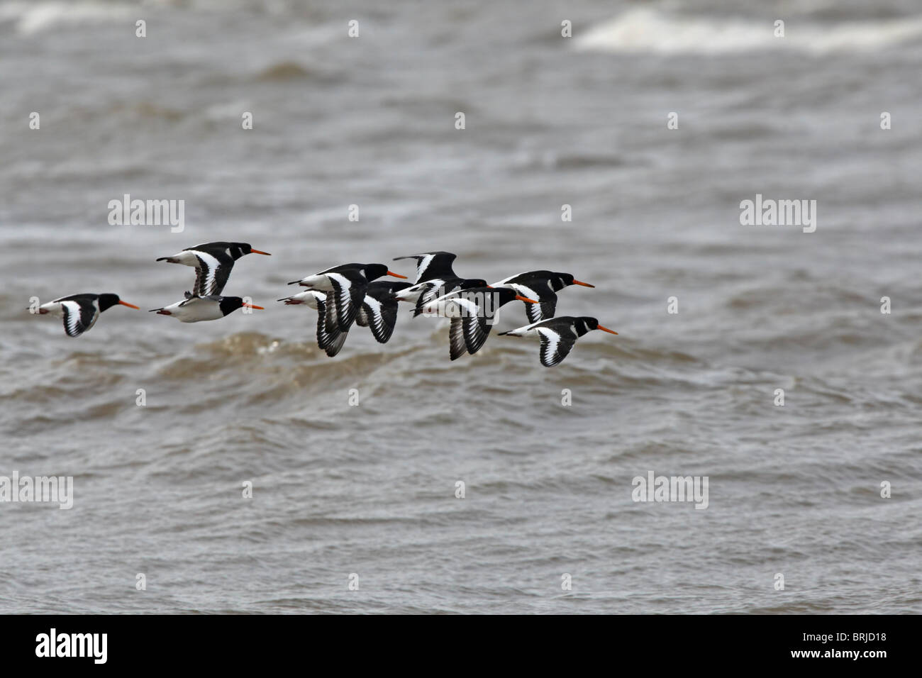 Oystercatchers in flight Stock Photo Alamy
