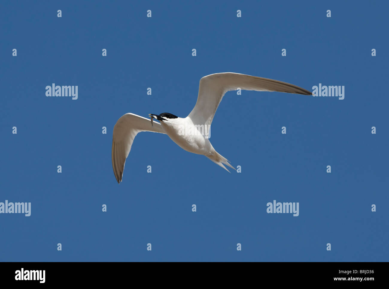 Sandwich Tern in flight on a blue sky Stock Photo
