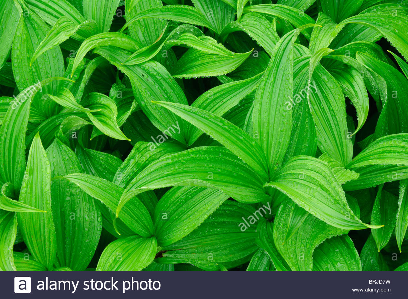 Green False Hellebore High Resolution Stock Photography and Images Alamy