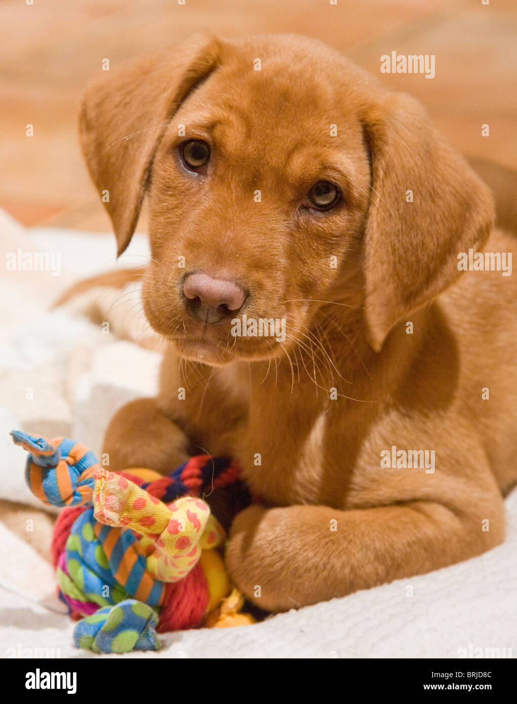Adorable fox hi-res stock photography and images - Alamy