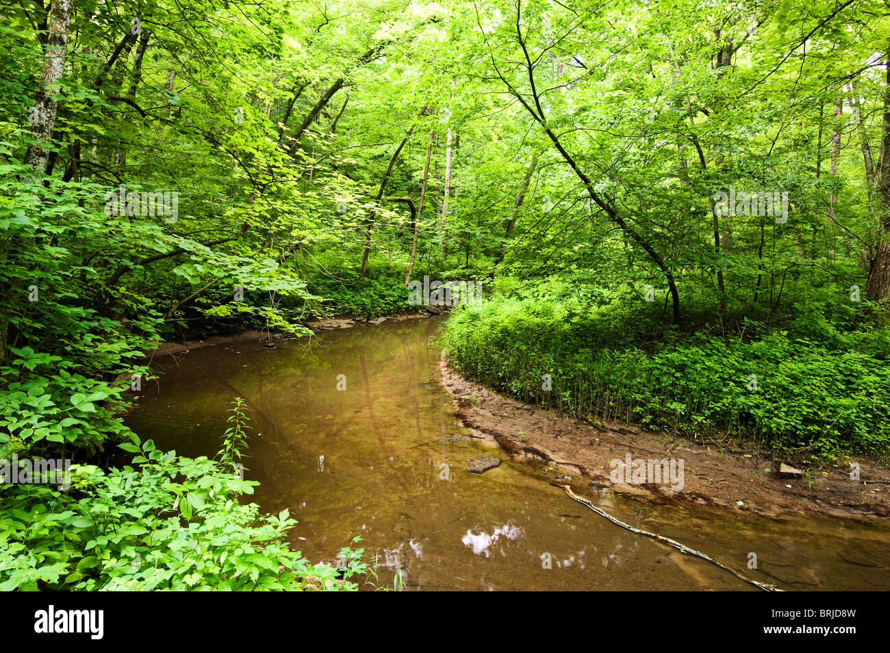 Prairie Creek through Nerestrand Big Woods State Park Stock Photo Alamy