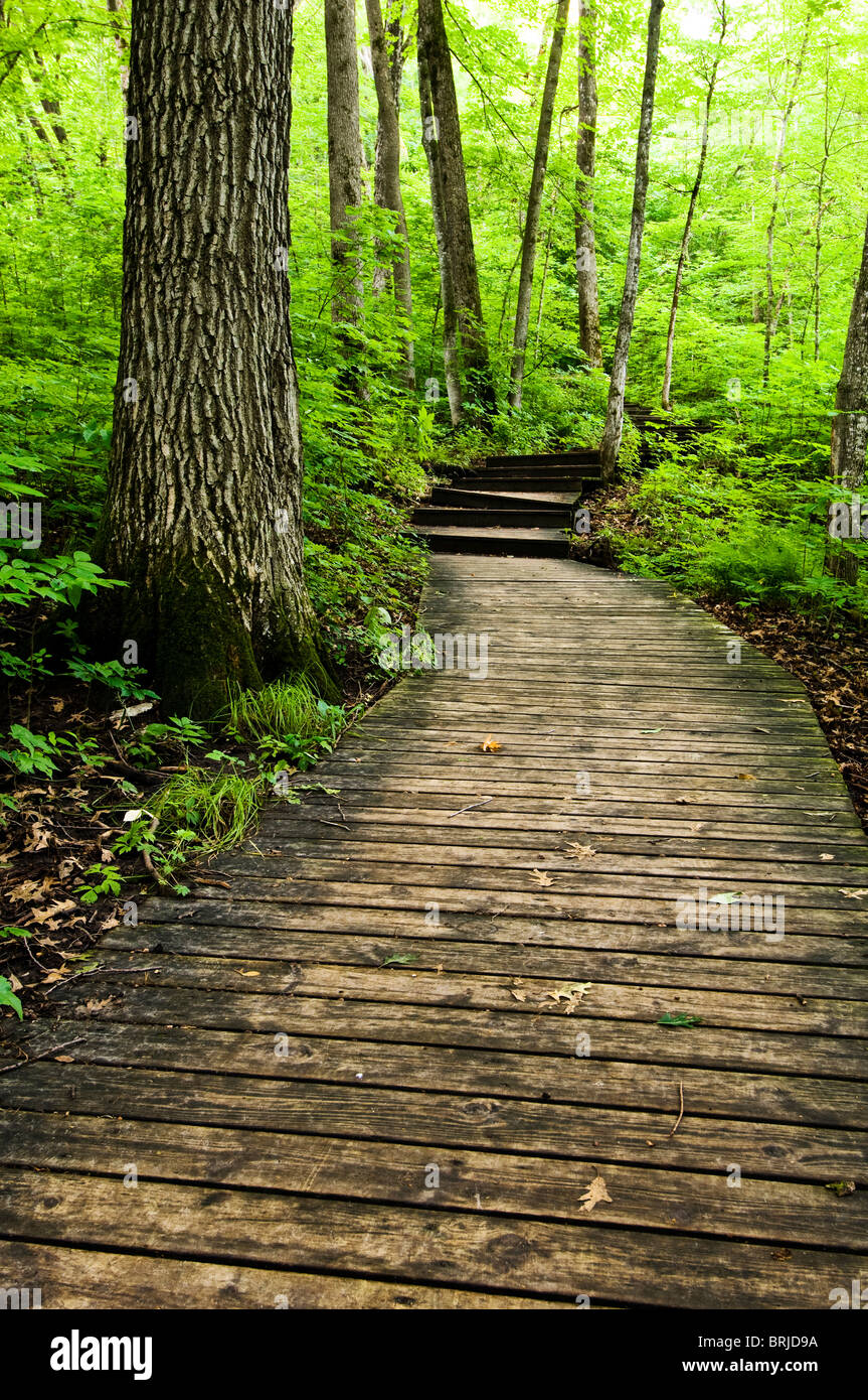Board walk trail through Nerstrand Big Woods State Park Stock Photo Alamy