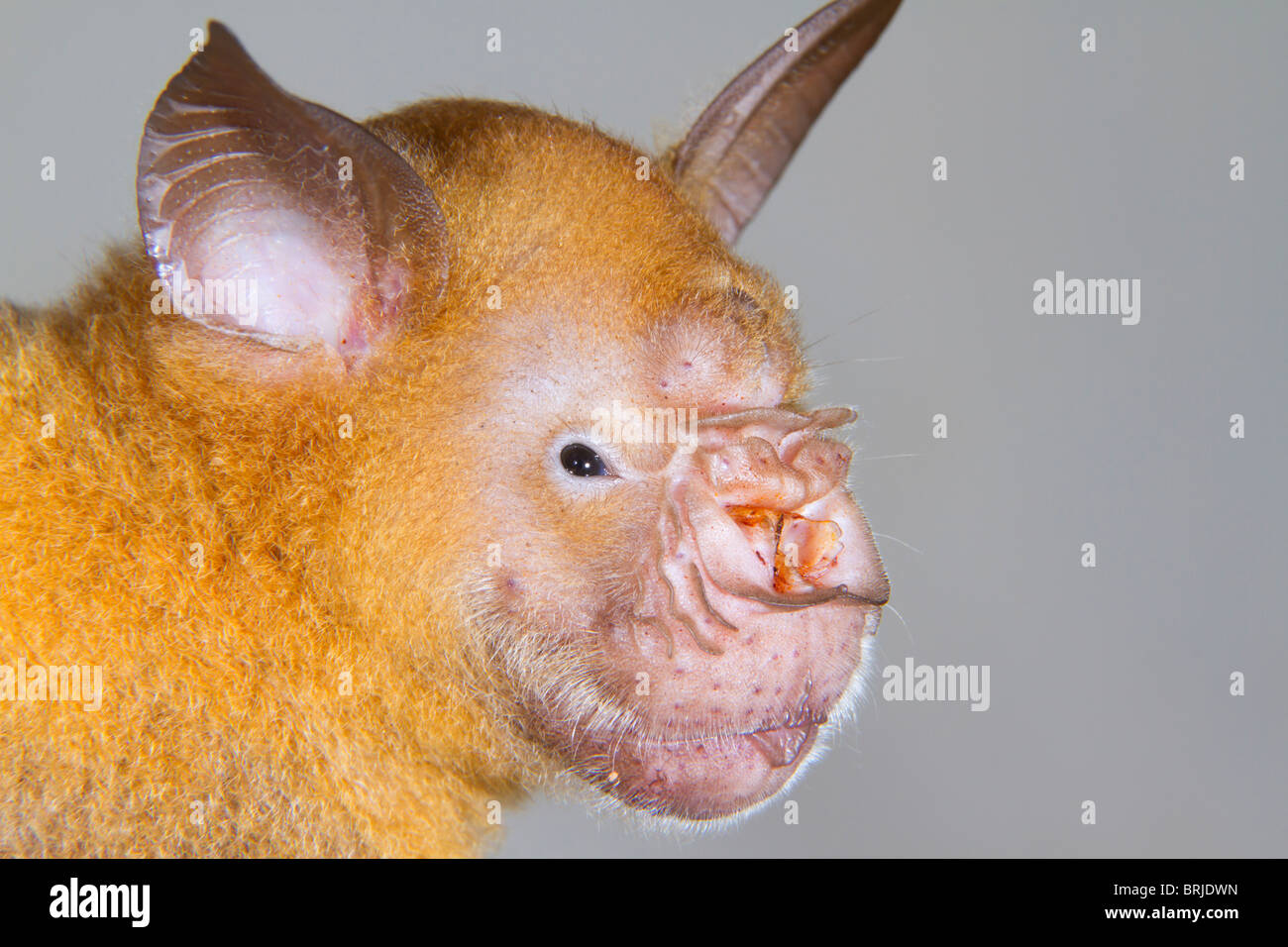 Male Giant leaf-nosed bat (Hipposideros or Macronycteris gigas) portrait, , Ondo State, Nigeria. Stock Photo