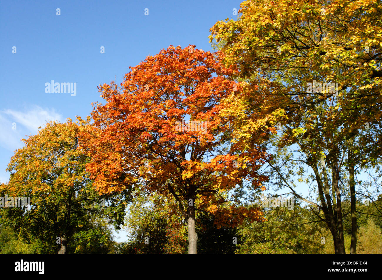 Autumnal foliage on roadside trees Stock Photo