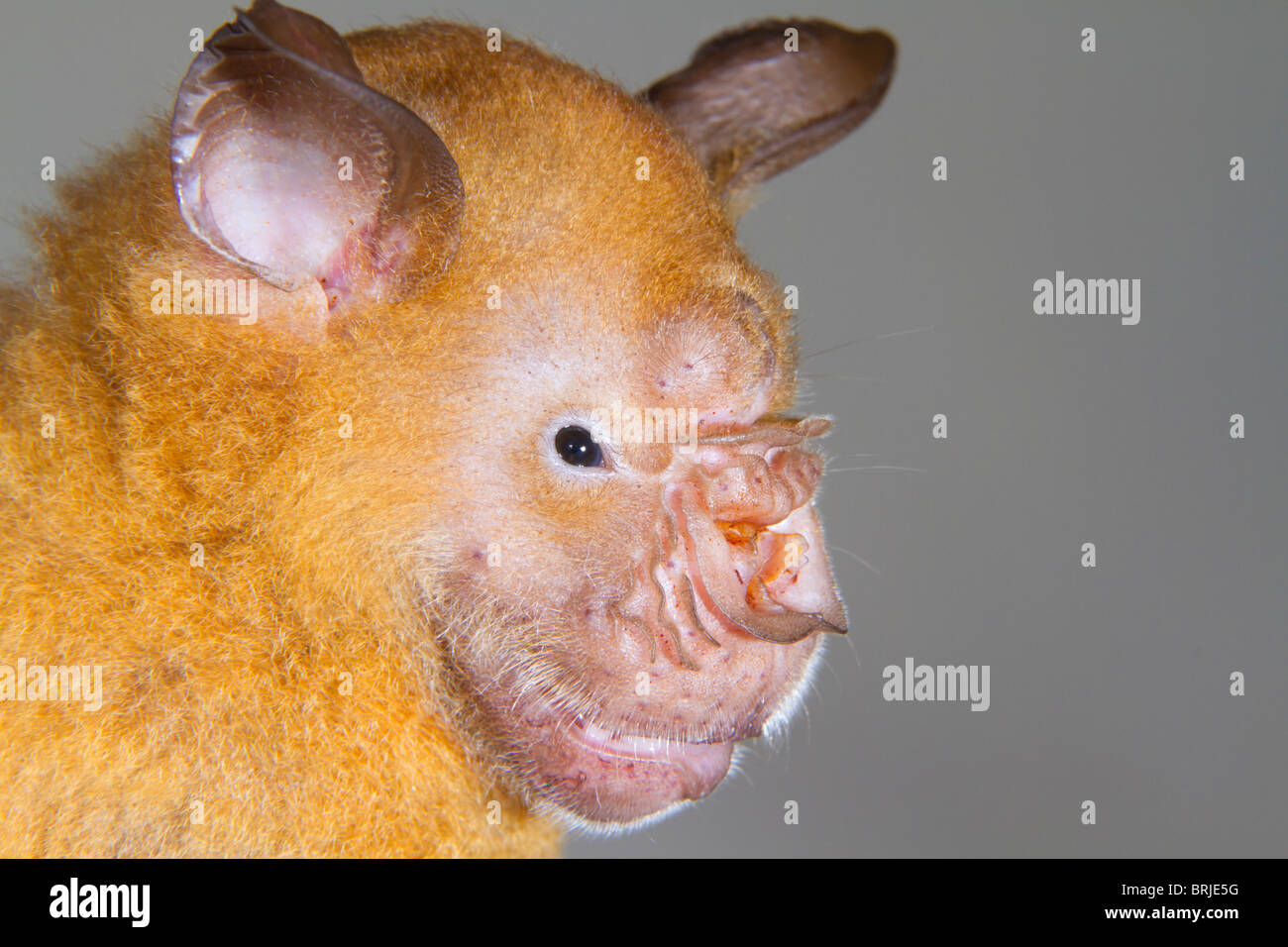 Male Giant leaf-nosed bat (Hipposideros or Macronycteris gigas) portrait, Ondo State, Nigeria. Stock Photo