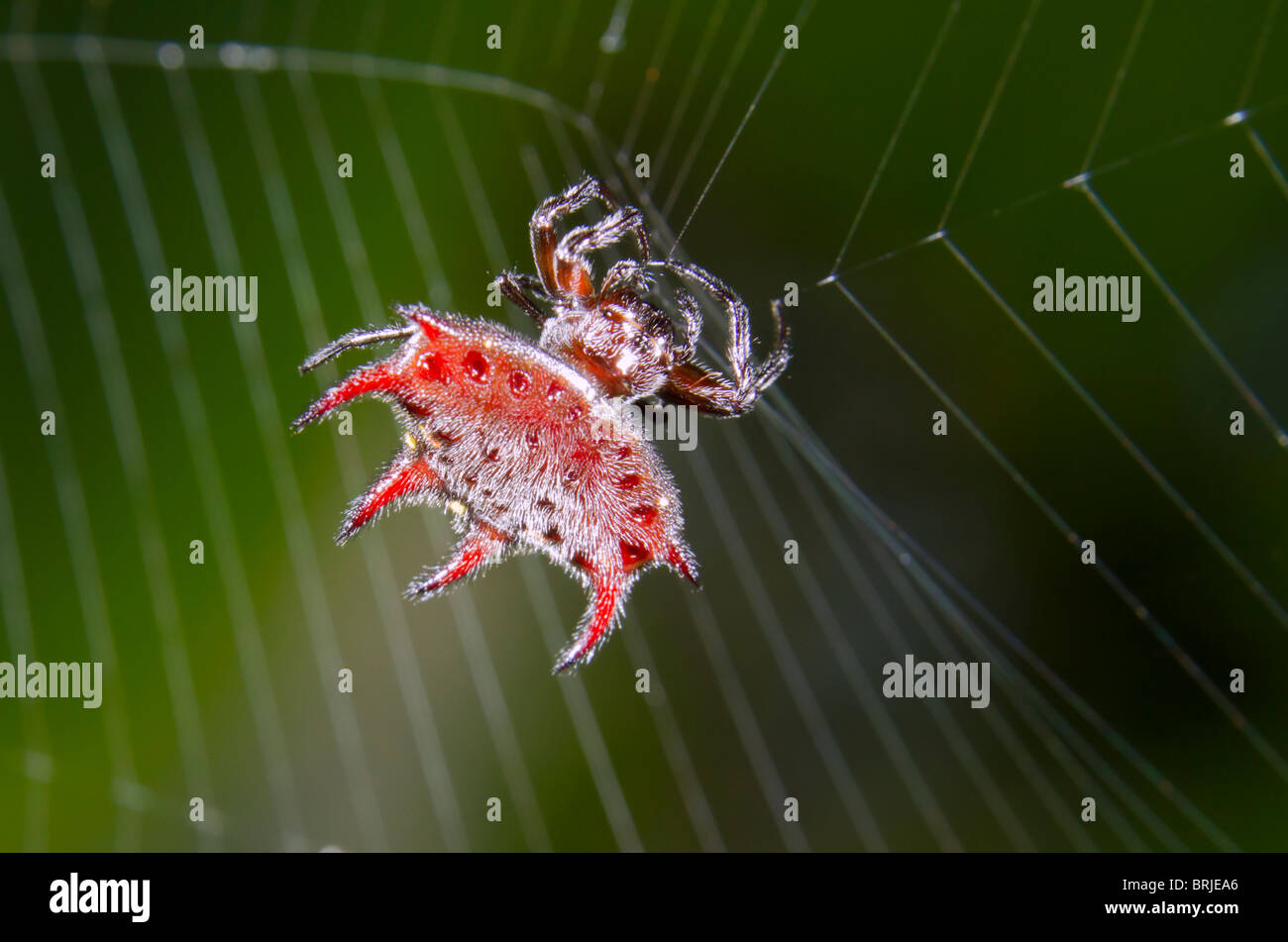 Spiny orb-weaver spider (Gasteracantha curvispina), Nigeria. Stock Photo