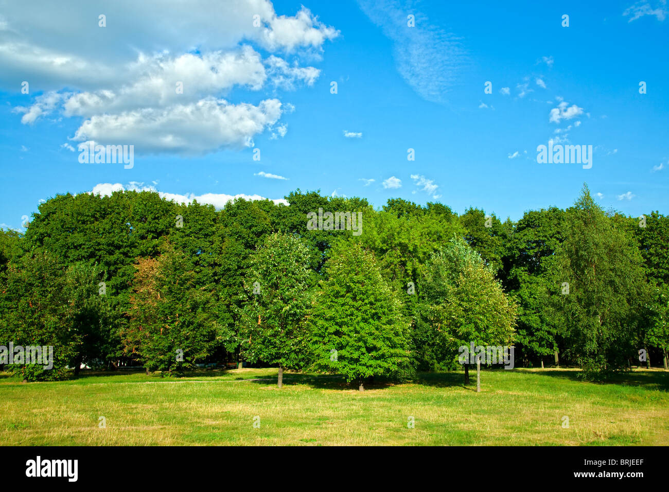 Green forest with blue sky and clouds on summer day Stock Photo - Alamy