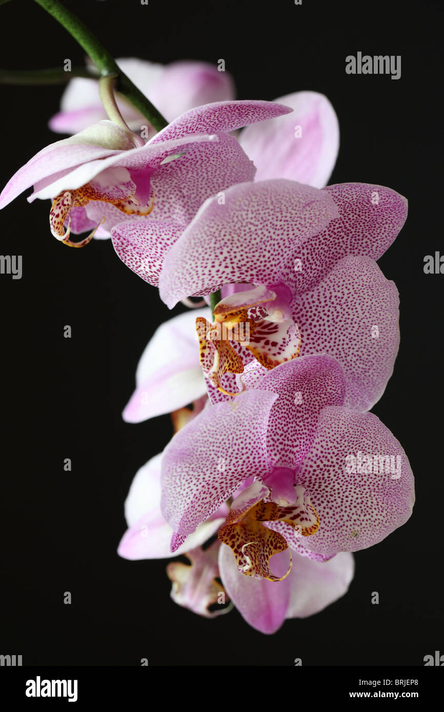 Close up of a spotted pink Phalaenopsis Orchid (Moth Orchid) isolated against a black background, UK Stock Photo