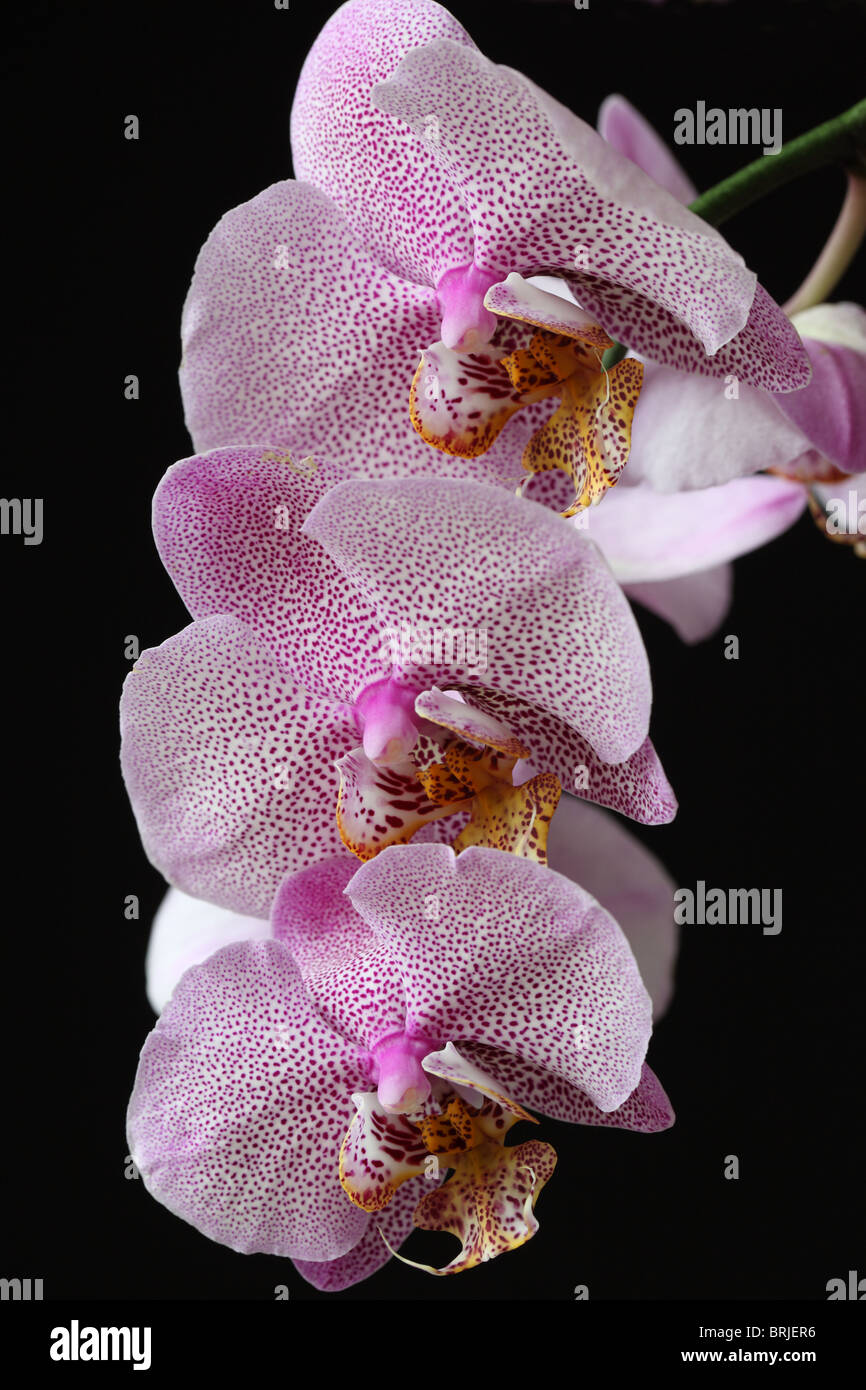 Close up of a spotted pink Phalaenopsis Orchid (Moth Orchid) isolated against a black background Stock Photo