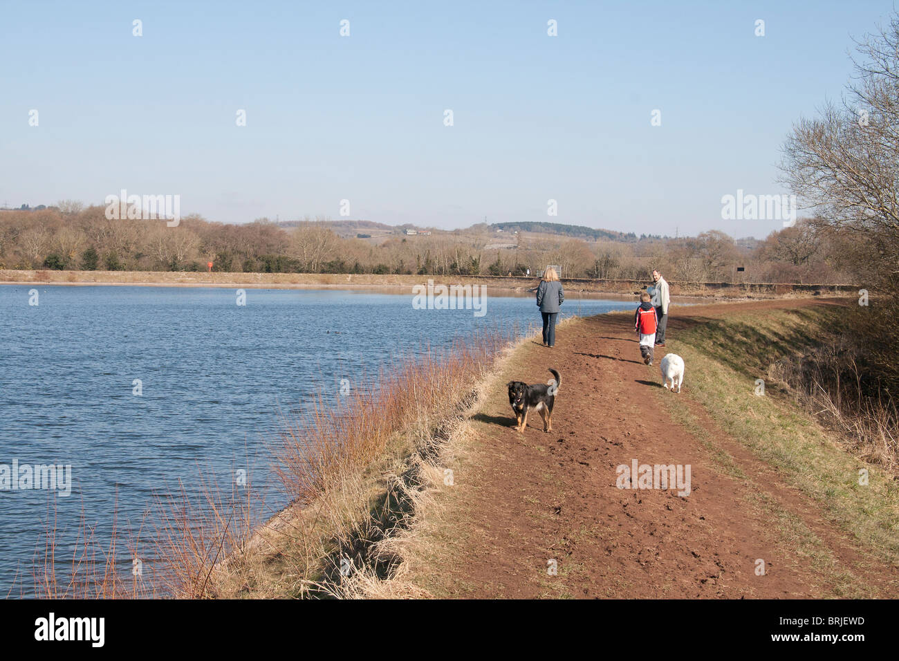 Lisvane reservoir, Cardiff. Locals walking their dogs and kid Stock