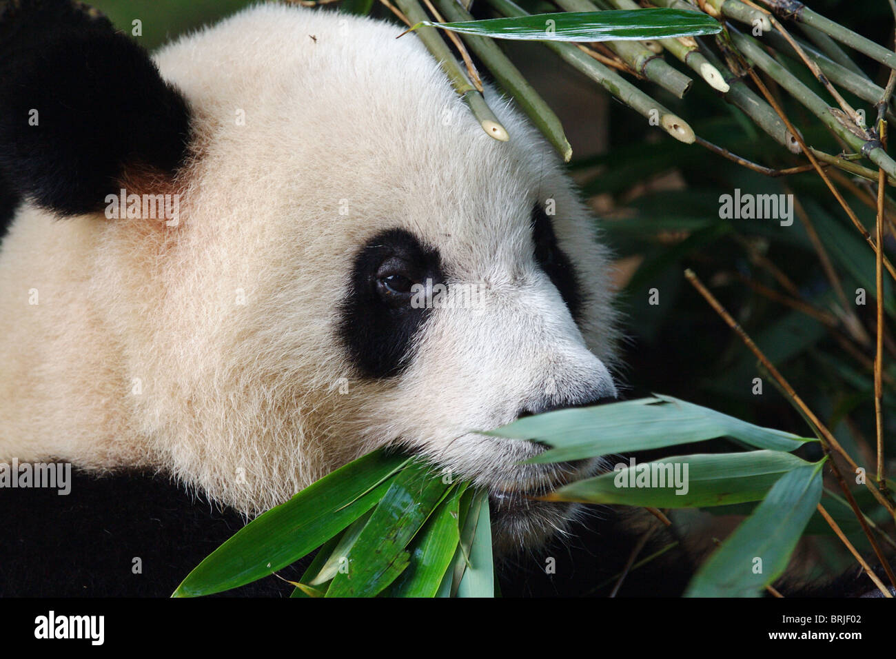 Chengdu panda base hi-res stock photography and images - Alamy