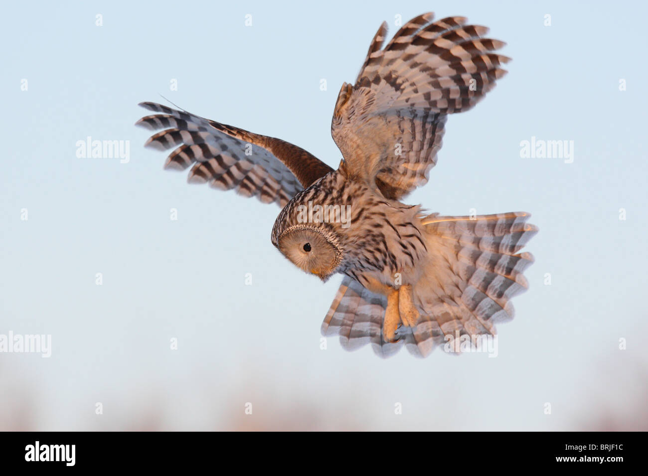Wild Ural Owl (Strix uralensis) in flight, concentrated on hunting. Stock Photo