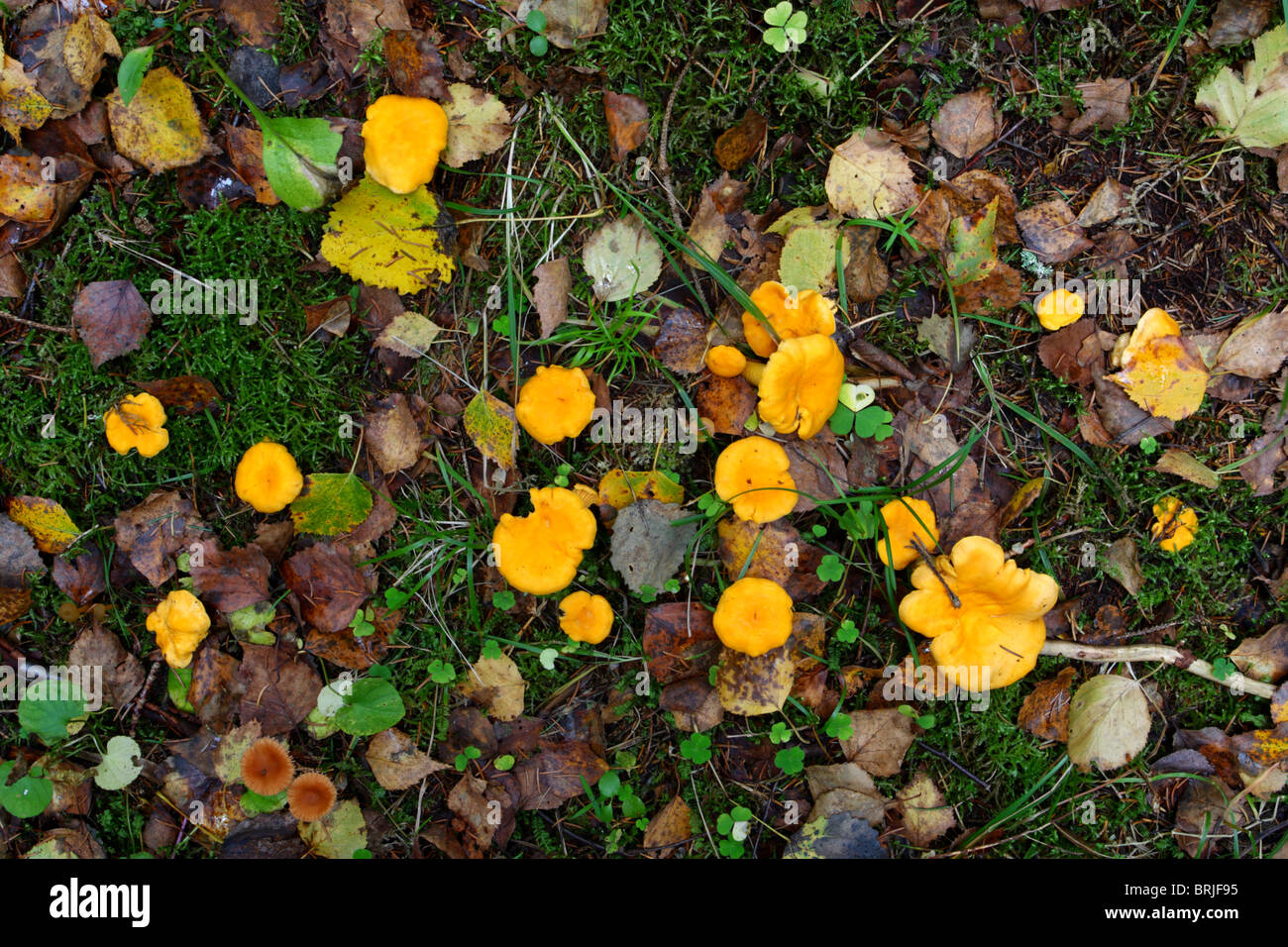 Yellow Chanterelle (Cantharellus cibarius) mushrooms growing on the ground. Europe, autumn. Stock Photo