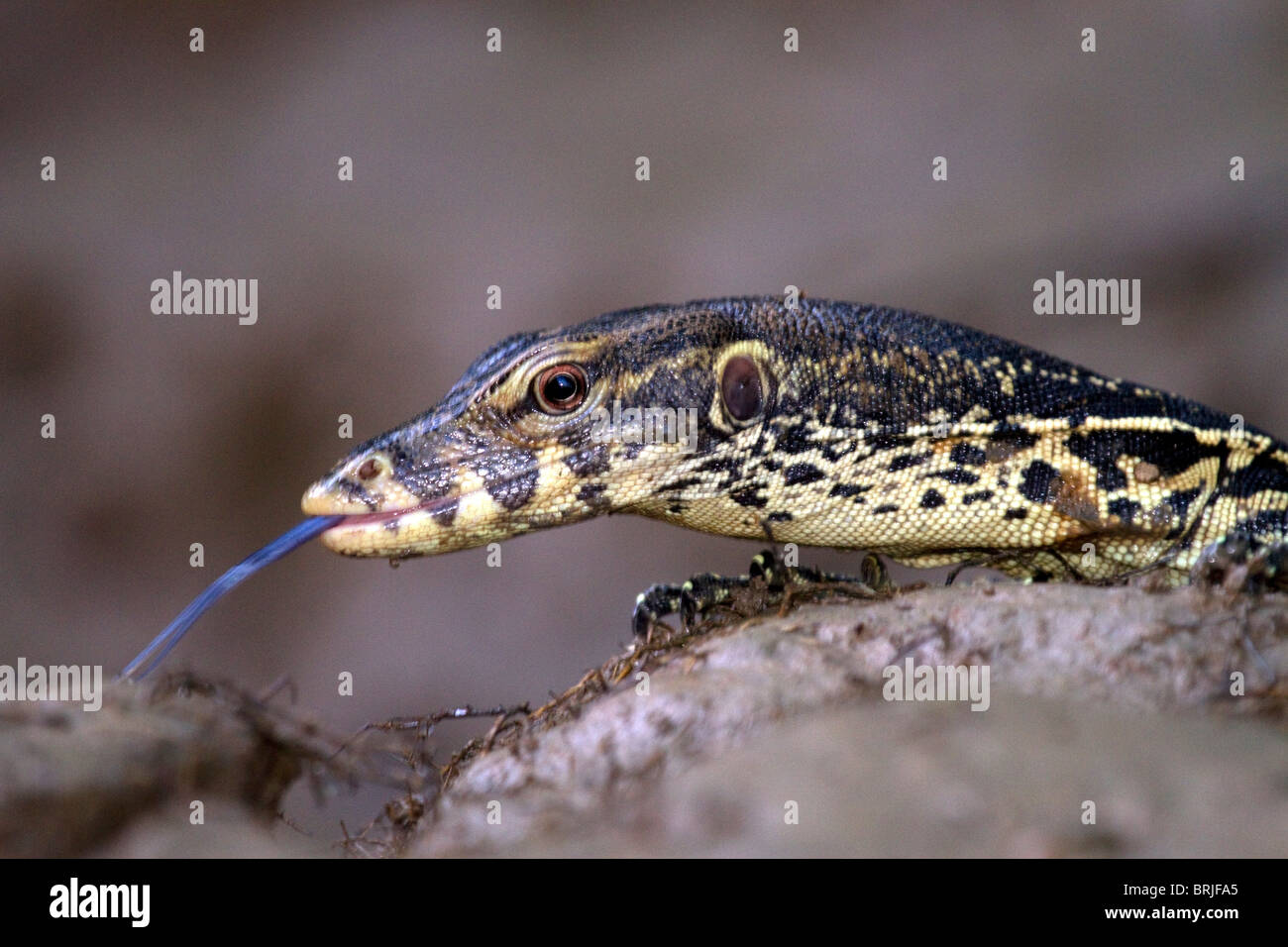 Malayan water monitor lizard, (varanus salvator) Stock Photo