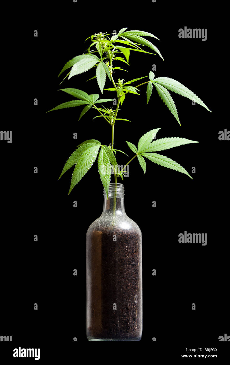 Cannabis sativa plant growing out from a bottle; a metaphor for prohibition Stock Photo
