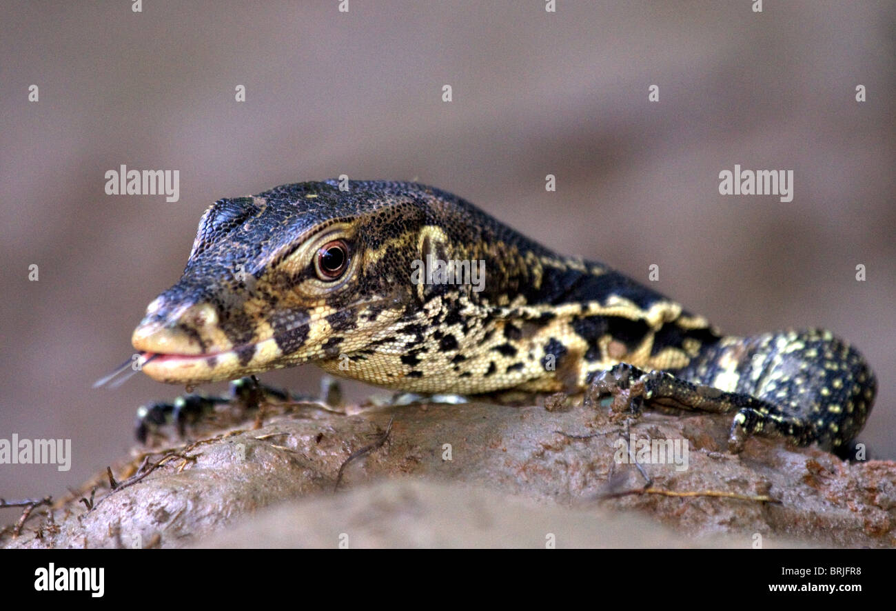 Malayan water monitor lizard, (varanus salvator) Stock Photo