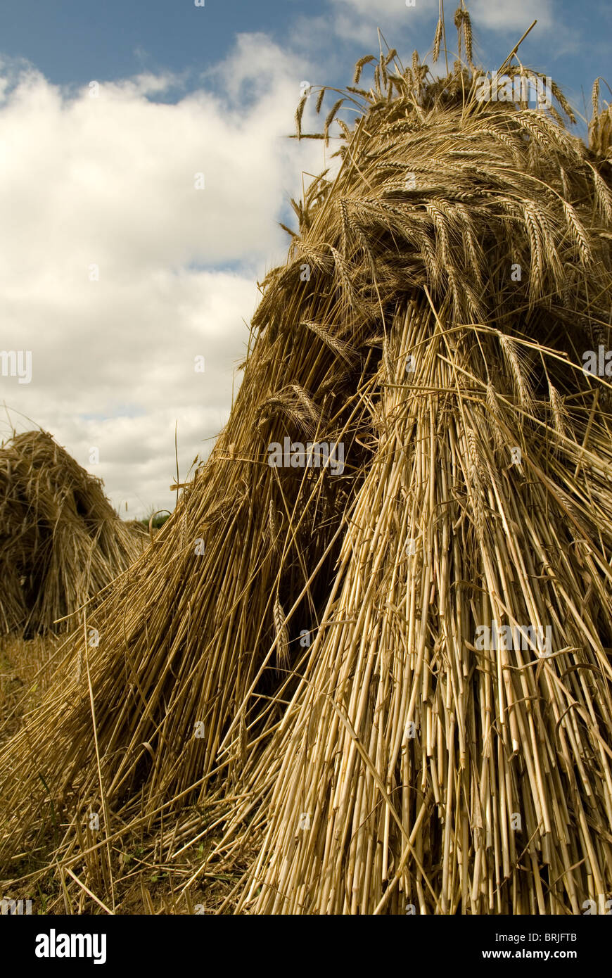 Wheat Sheaf Stock Photo Alamy