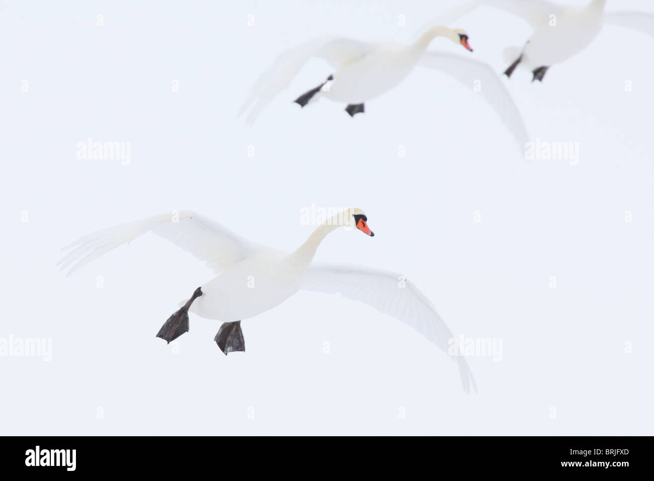 Landing Mute Swan's (Cygnus olor). Europe Stock Photo
