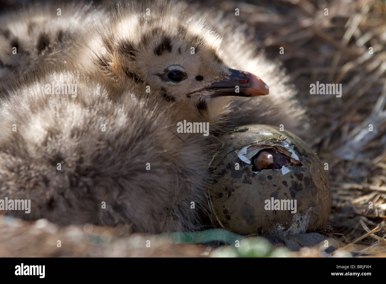 Herring Gull, (Larus argentatus) chick and hatchling Stock Photo