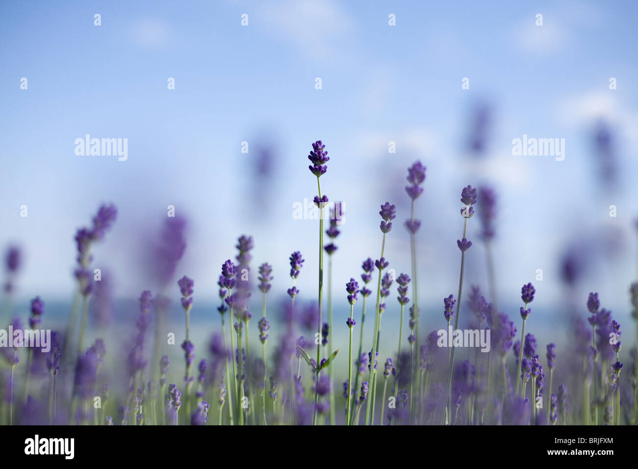 Lavender flowers rising upwards to the sky Stock Photo - Alamy