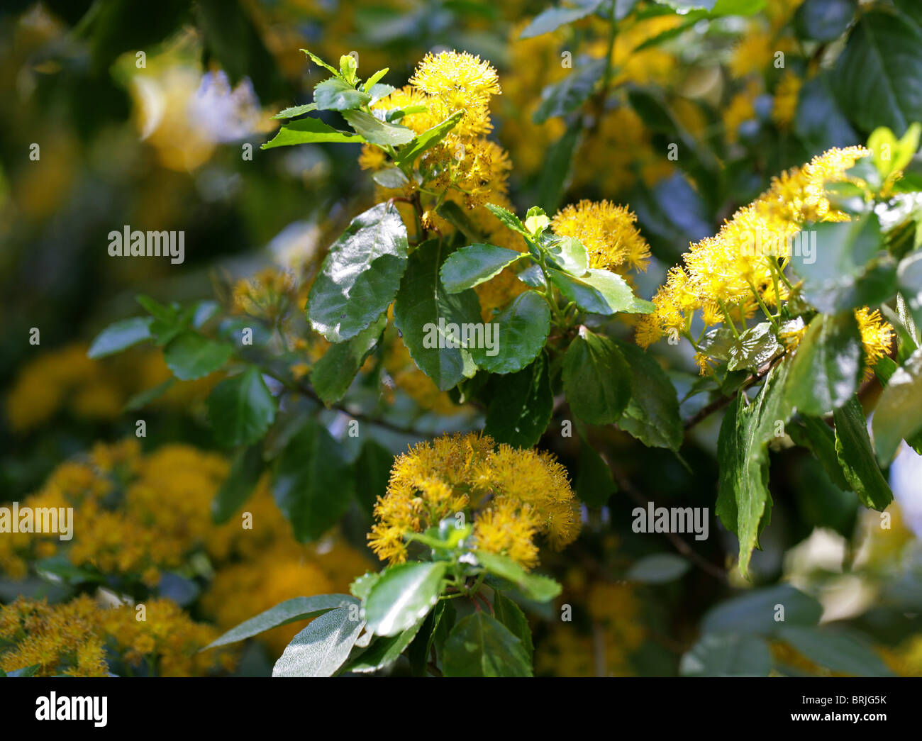 Holly Azara, Azara petiolaris, Salicaceae (Formerly Flacourtiaceae), Chile Stock Photo