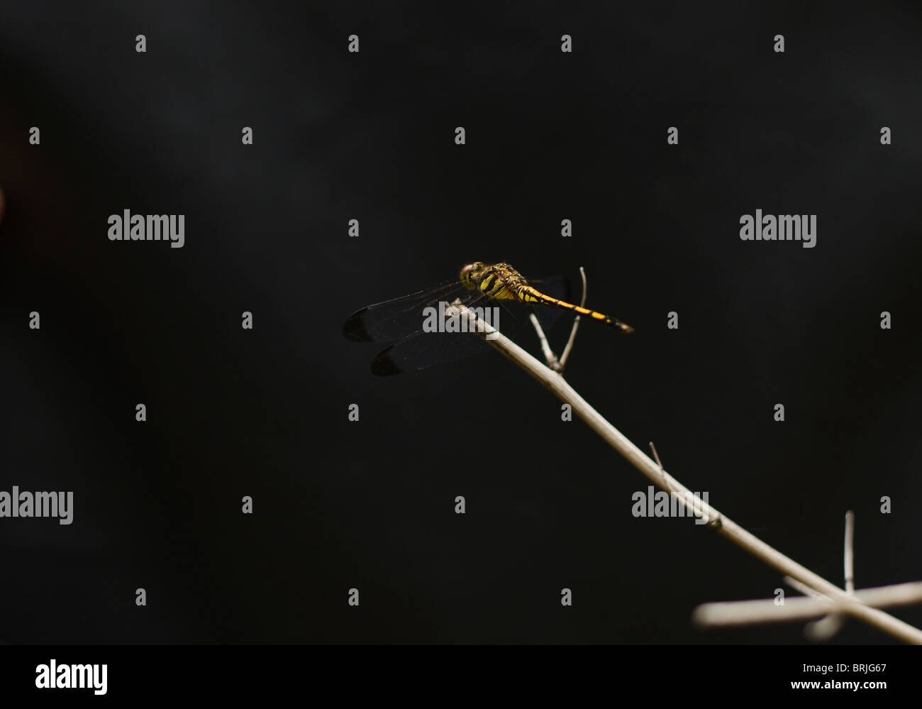 Yellow dragonfly resting on twig in shallow depth of field Stock Photo ...