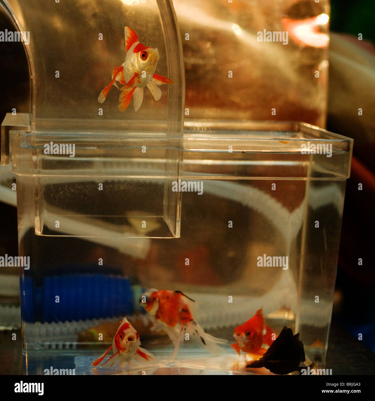 Goldfish in a fish tank, showing separation Stock Photo - Alamy