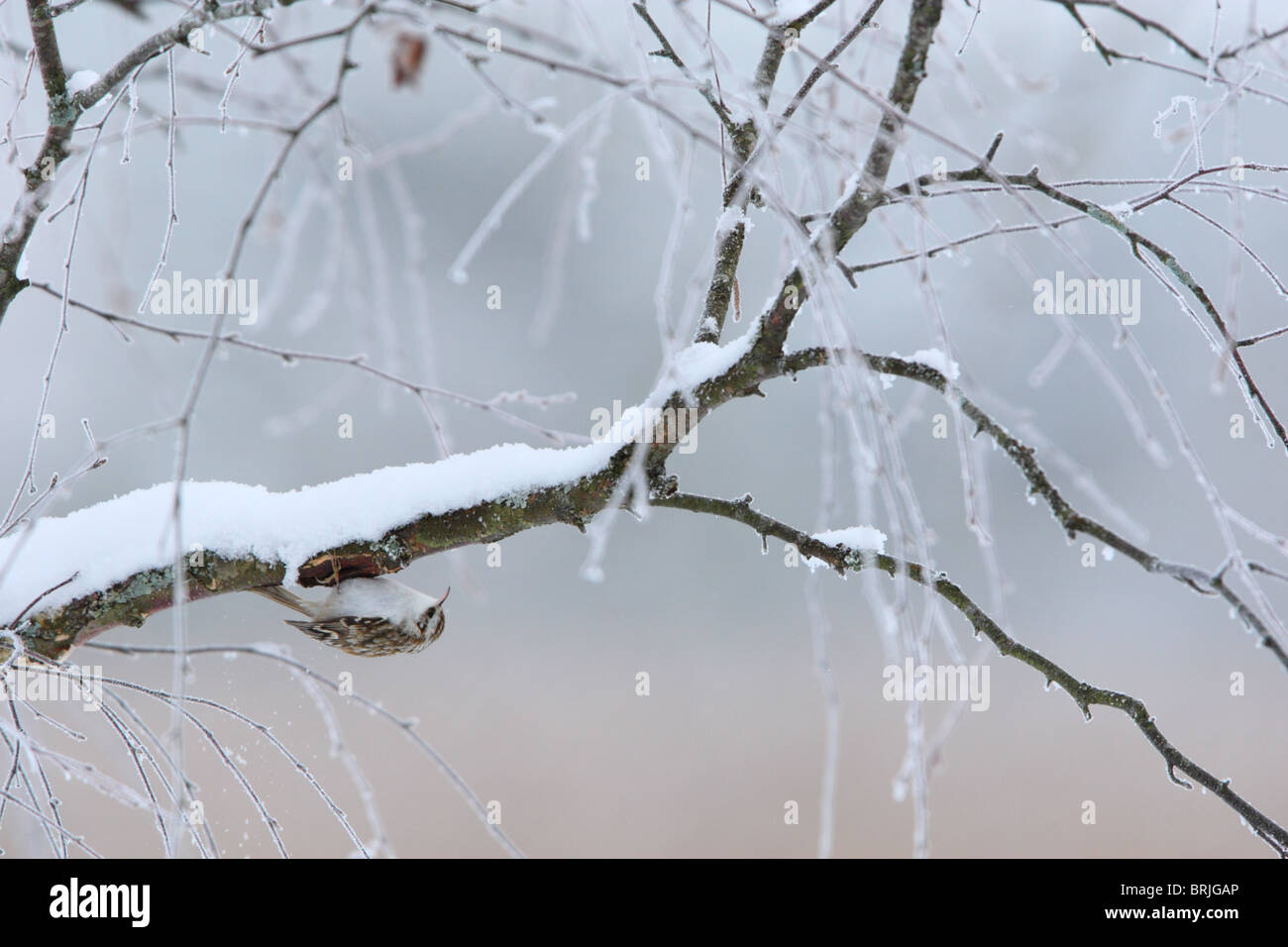 Treecreeper (Certhia familiaris) camouflaged on birch tree trunk. Stock Photo