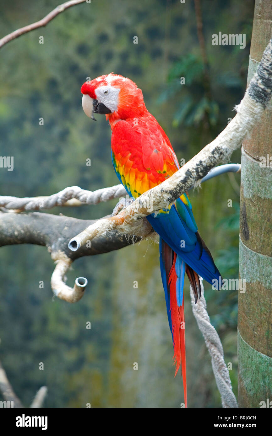 Henry Doorly Zoo - Lied Jungle Stock Photo