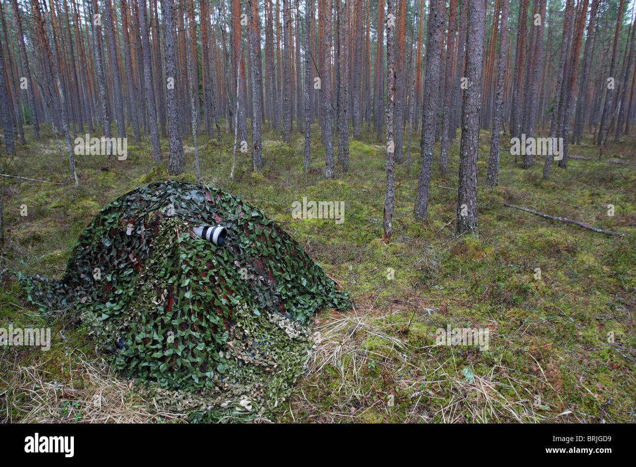 Photographic blind at Capercaillie (Tetrao urogallus) lek place. Stock Photo