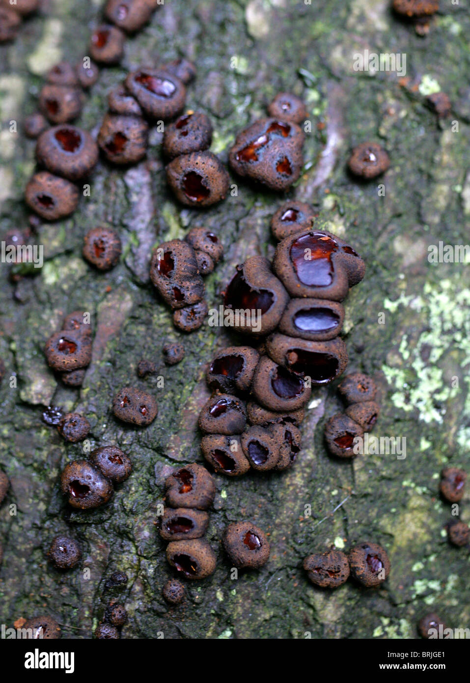Black mushroom toadstool fungi hires stock photography and images Alamy