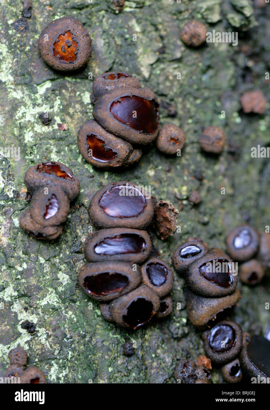 Black mushroom toadstool fungi hires stock photography and images Alamy