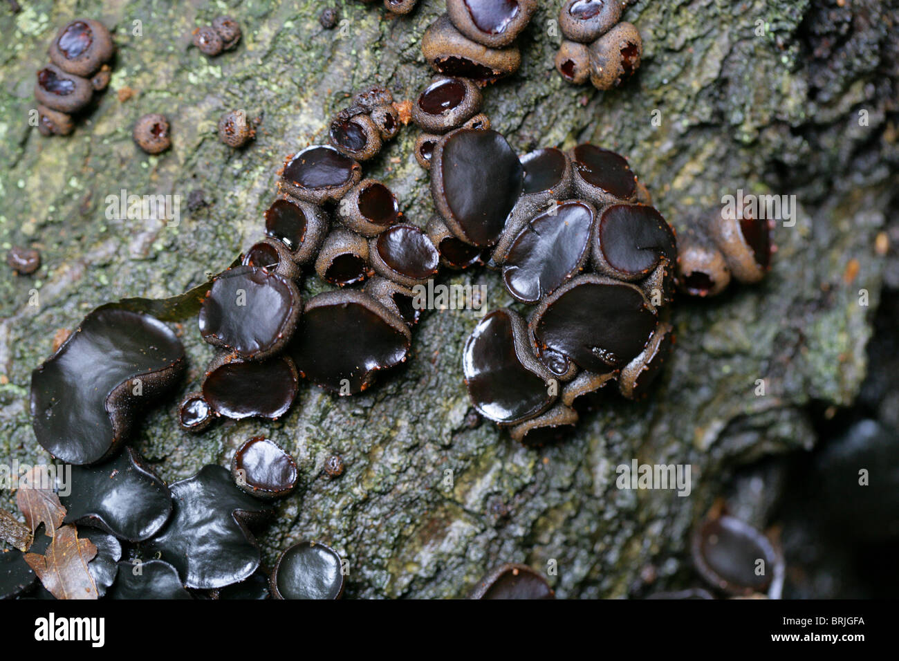 Black jelly mushroom hires stock photography and images Alamy