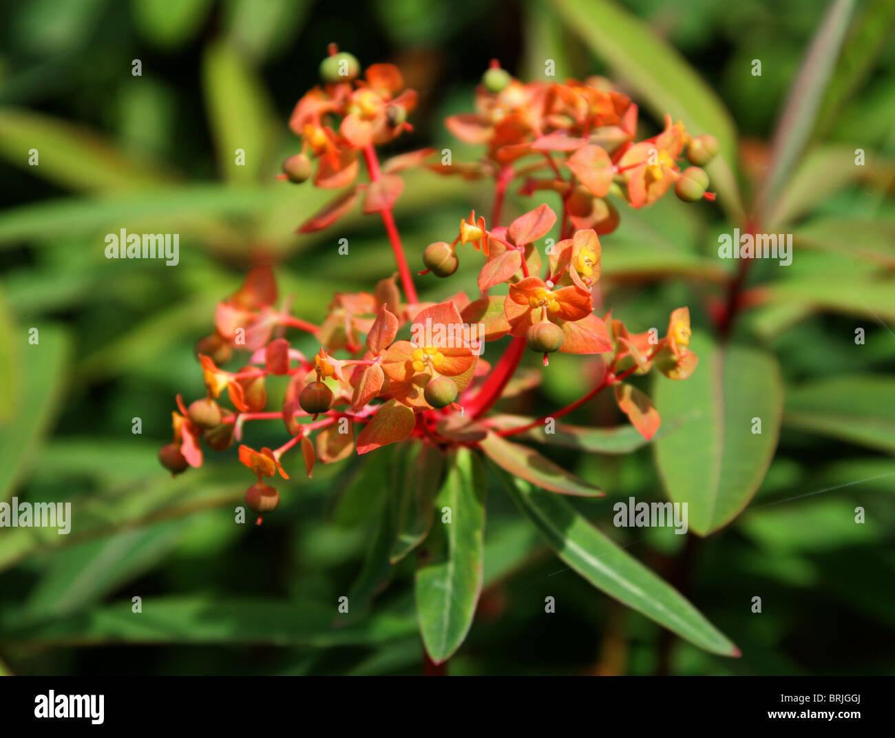 Griffiths Spurge, Euphorbia griffithii, Euphorbiaceae Stock Photo