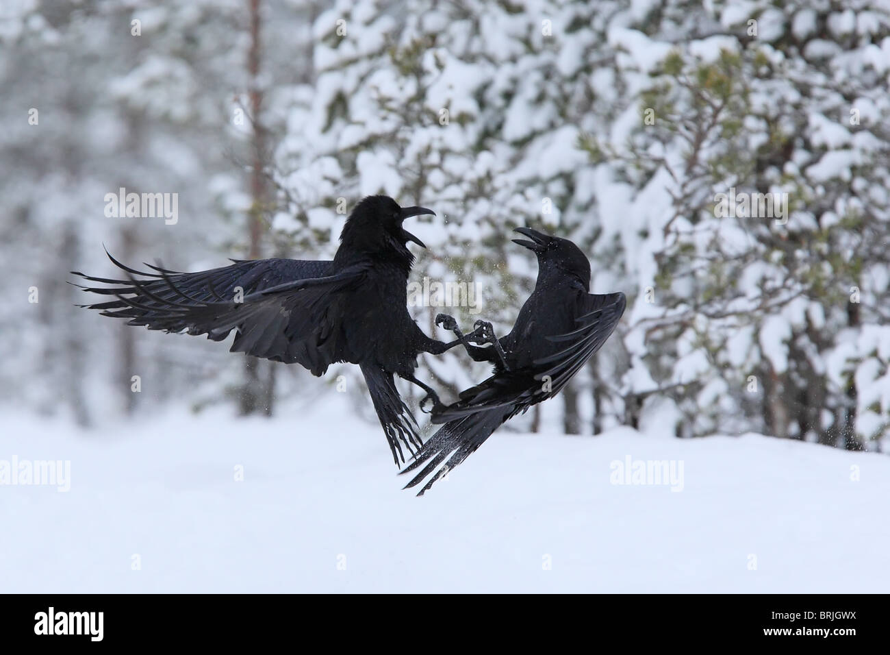 Two fighting Raven's (Corvus corax) Stock Photo