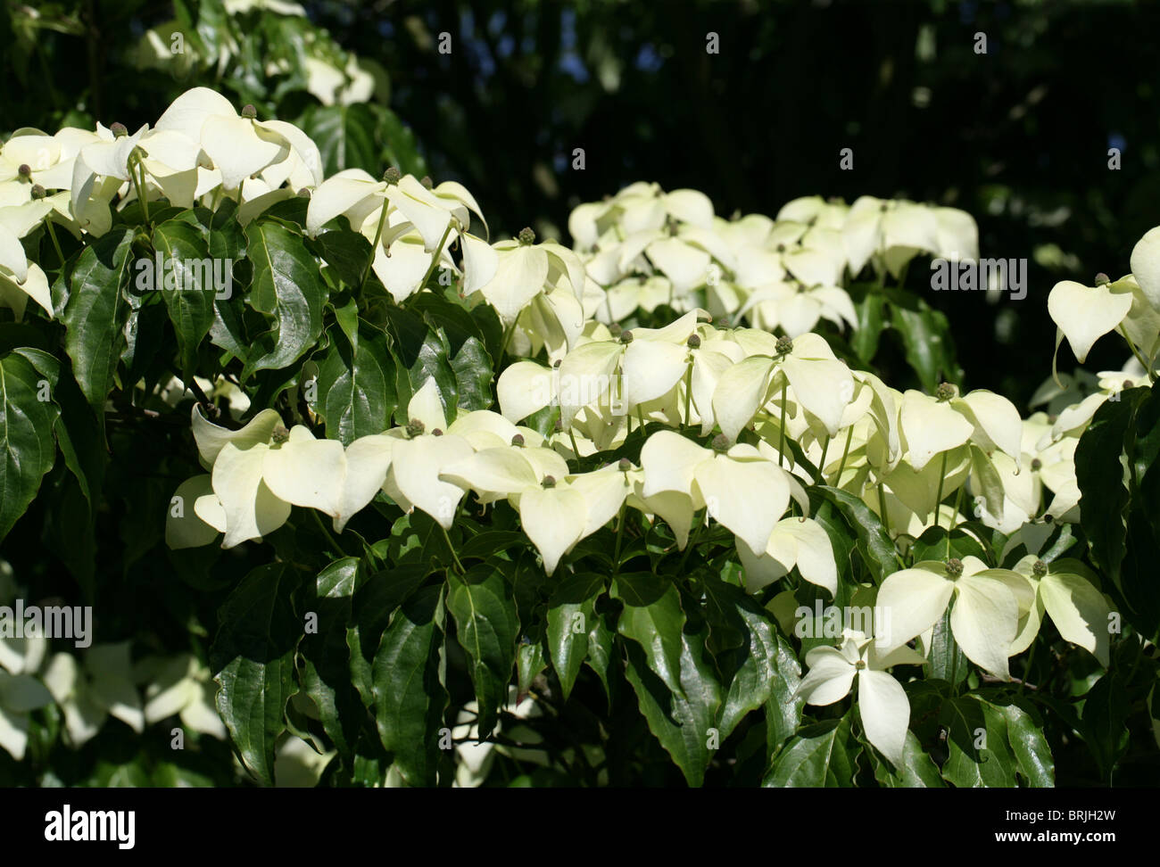 Japanese Dogwood, Cornus kousa, Cornaceae, Japan & Korea Stock Photo