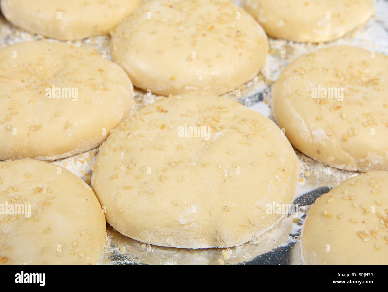 A baking tray full of almost-risen burger bun rolls, topped with sesame seeds Stock Photo