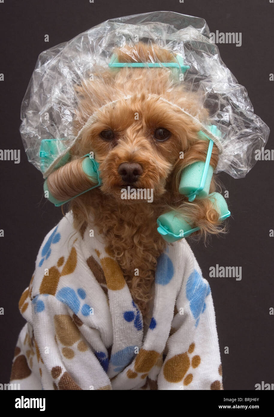 Dog at the Beauty Parlor Stock Photo
