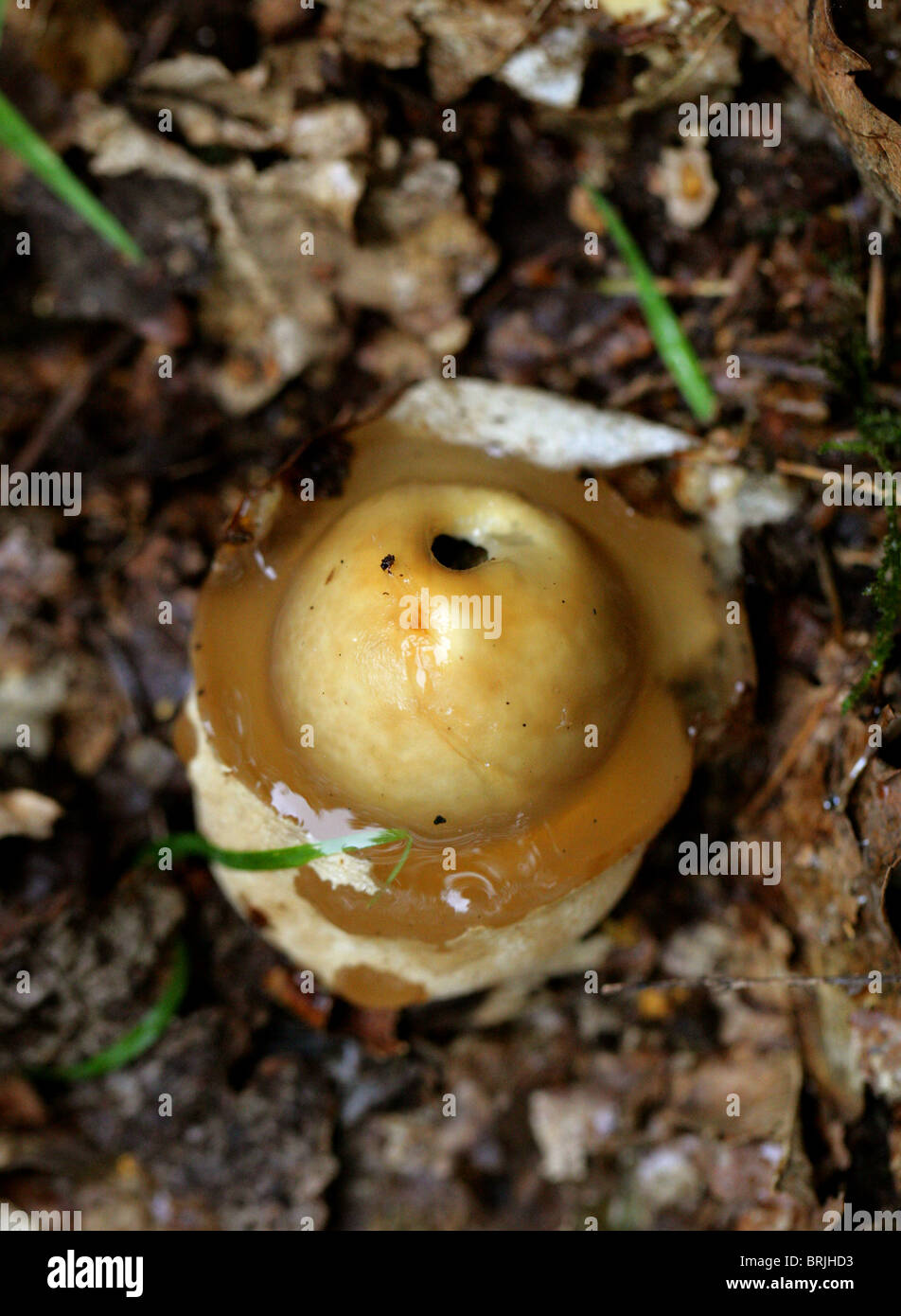 Young Stinkhorn Fungus or "Witches Eggs", Phallus impudicus, Phallaceae. Stock Photo