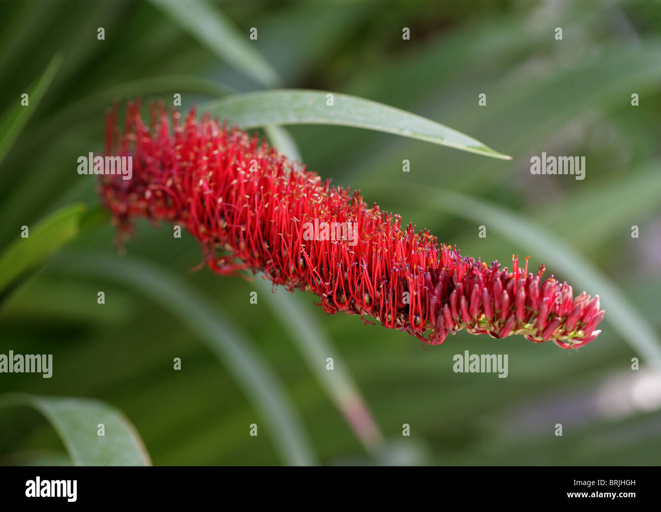 Poor Knights Lily, Xeronema callistemon,  Xeronemataceae, North Island, New Zealand Stock Photo