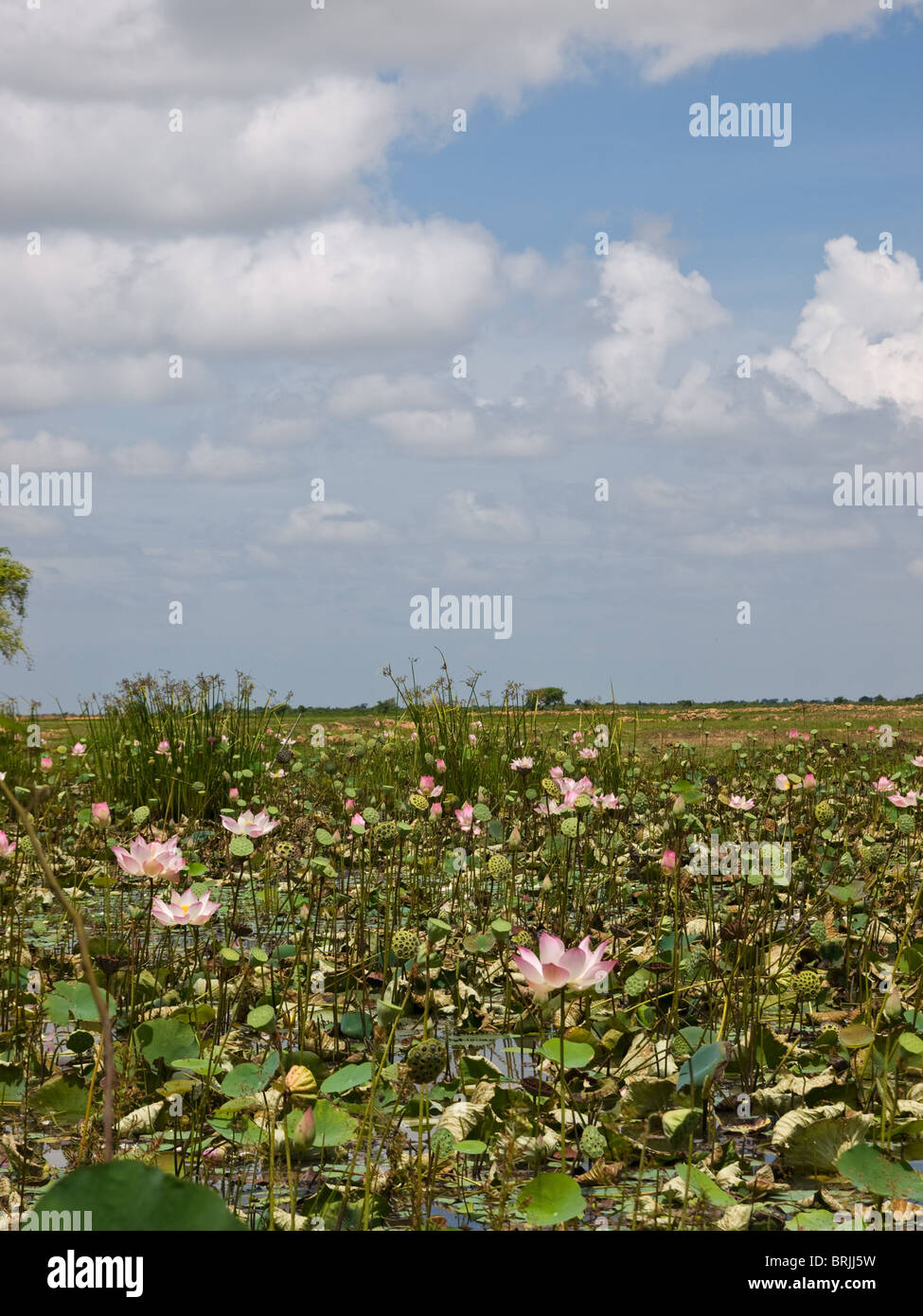 The picture of lotus flowers from cambodia Stock Photo Alamy
