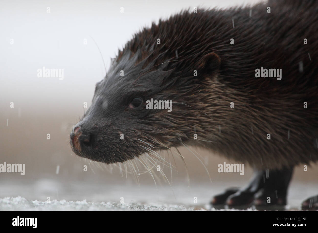 Wild European Otter (Lutra lutra) portrait of adult Stock Photo