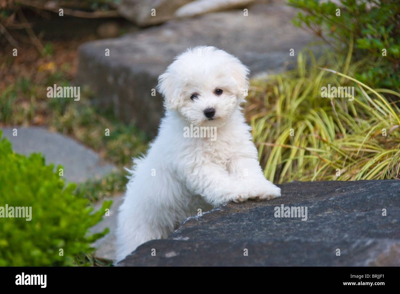 Bichon Frise puppy in the garden Stock Photo