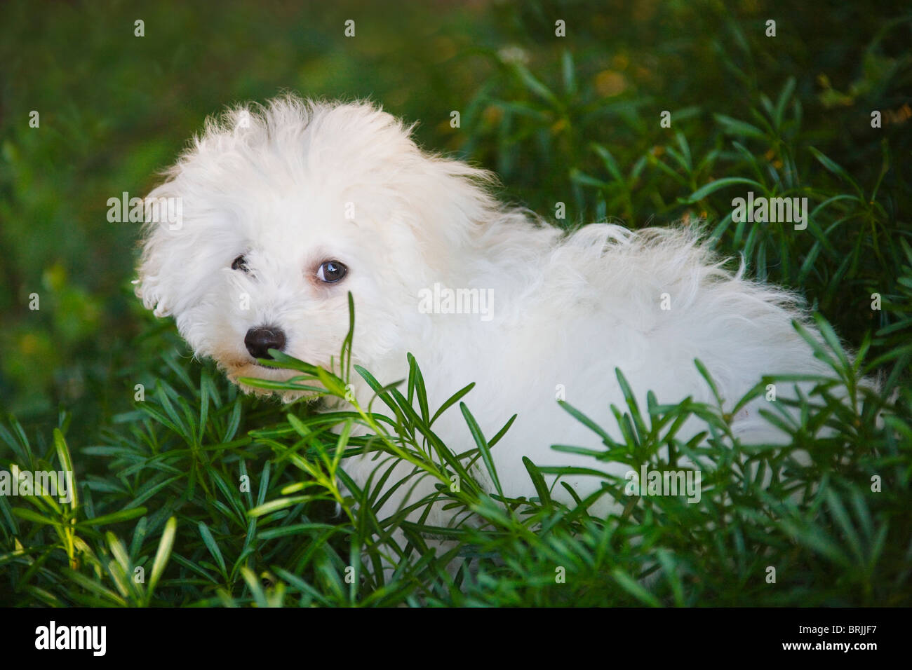 Bichon frise puppy in garden hi res stock photography and images Alamy