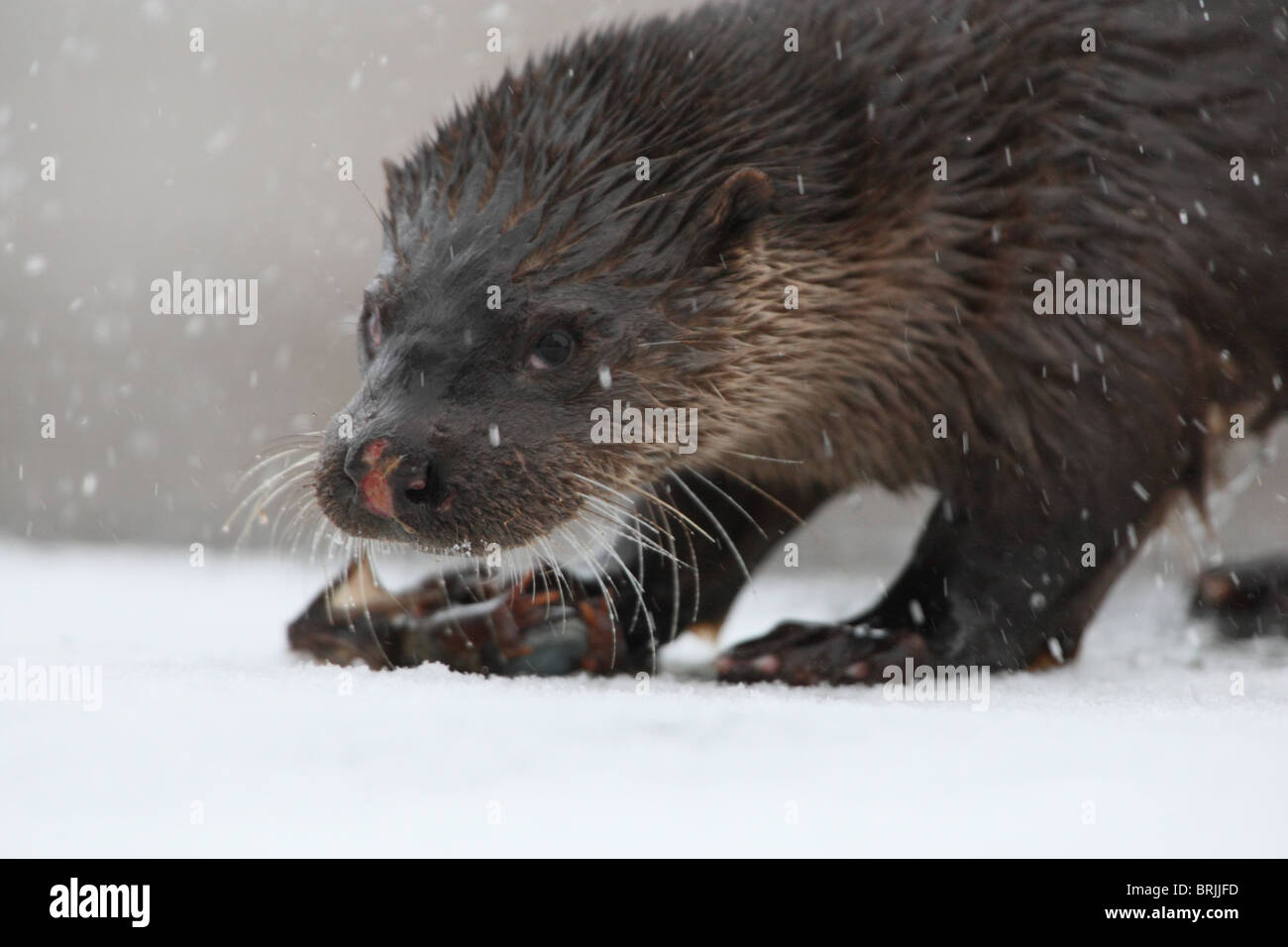 Wild European Otter (Lutra lutra) in snowfall Stock Photo